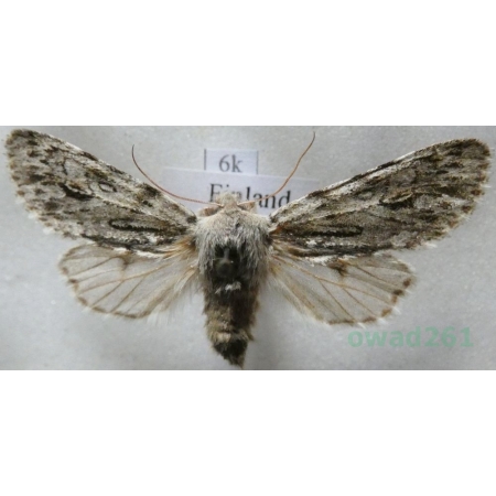 Brachionycha nubeculosa (Esper, 1785) Lazdona brzezinówka Finland6k